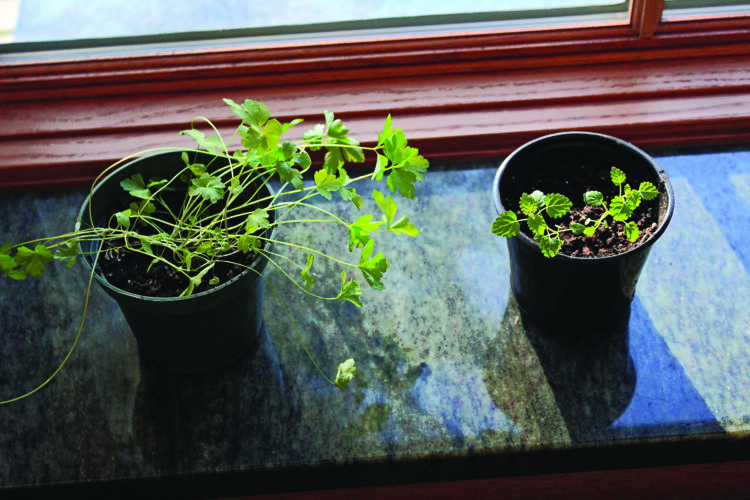 Growing Seeds Indoors: Winter Windowsill Garden Image
